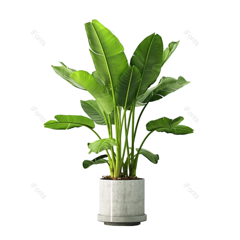 叶子图片,装饰元素,清新PNG,户外免抠素材